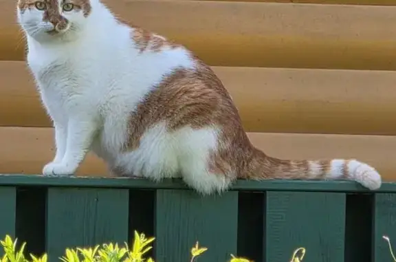 Пропала кошка, Ленинградская область