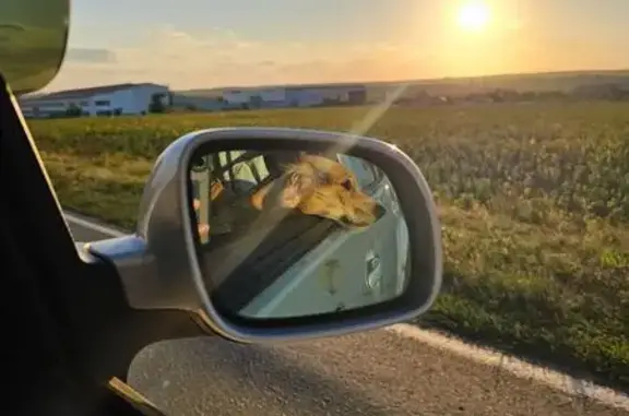 Пропала собака у Мыса Любви, Новороссийск