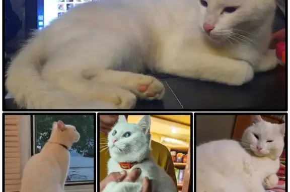 Кошки потеряшки, Гай, фото: Потеряшка белая кошка, Гай, пр. Победы, 5