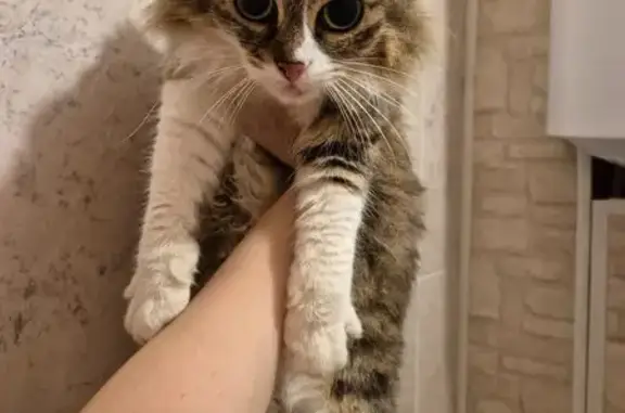 Найдена кошка, Йошкар-Ола, фото: Найдена слепая кошка, ул. Зарубина, 35