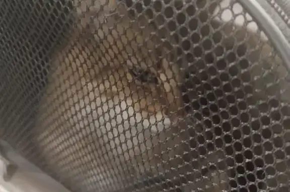 Найдена кошка, , фото: Золотая кошка найдена, ул. Новосёлов, Рязань