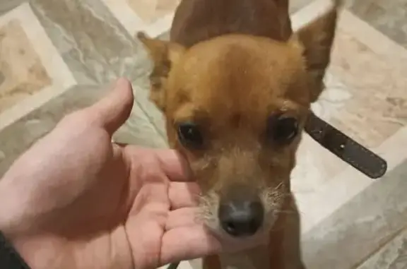 Найдена собака, Жуковский, фото: Собака найдена на ул. Баженова, Жуковский