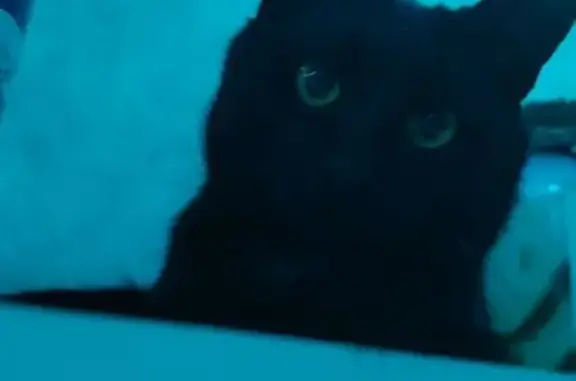 Кошки потеряшки, Данилов, фото: Потеряшка кошка, Данилов, Павлик 78К-0038