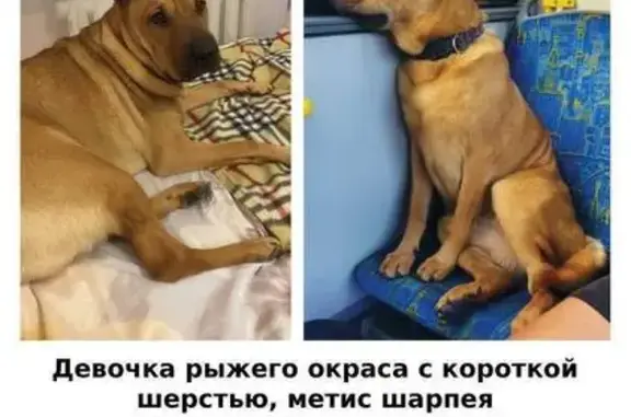 Пропала рыжая собака, Филёвская ул. 21 с6