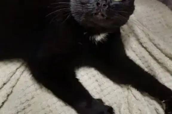 Найденные животные Великий Новгород, фото: Кошка найдена на Морозовской, 6