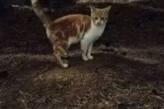 Найдена кошка, Всеволожск, фото: Кошка найдена, Варшавская 23, Всеволожск