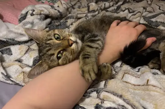 Найдена кошка у Техноложки, СПб