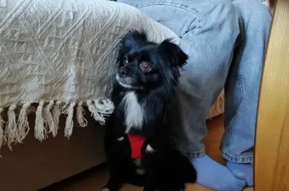 Собаки потеряшки, Волгореченск, фото: Потеряшка собака в Волгореченске, Золотое кольцо