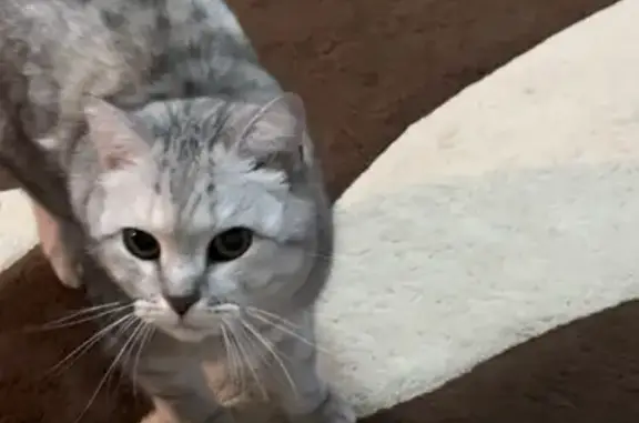 Пропала кошка на Песочной улице, Вельск