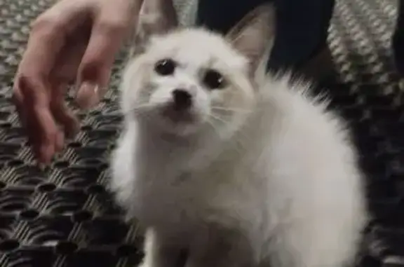 Кошка найдена, Надеждинская ул., Екатеринбург