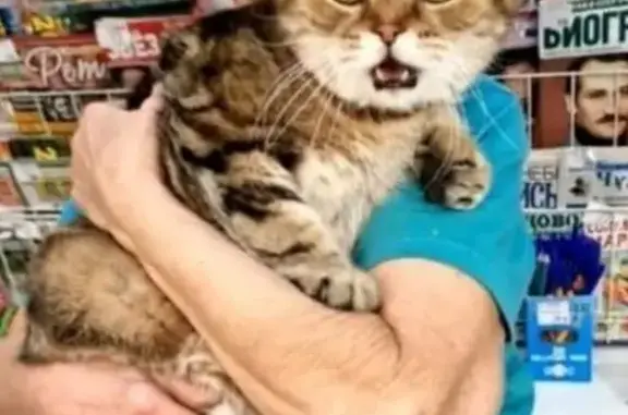 Кошка найдена: Солдатская ул., Москва