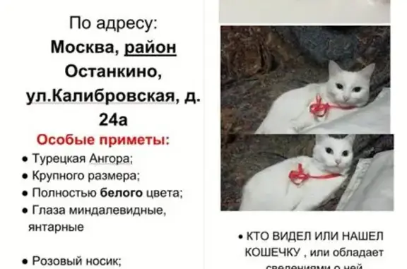 Пропала кошка, Калибровская 24А, Москва