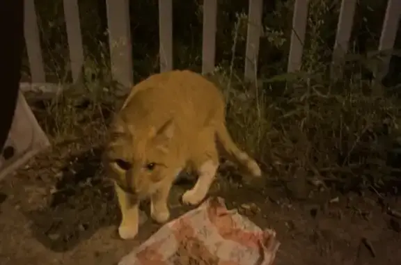 Кошка найдена, ул. Восстания, 93А, Казань