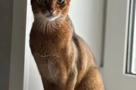 Кошки потеряшки, Тула, фото: Потеряшка кошка, ул. Ползунова 21, Тула