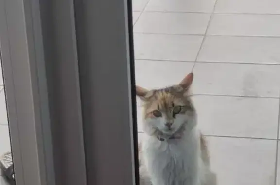 Кошки потеряшки, , фото: Потеряшка кошка, 03К-108, Красный Курган