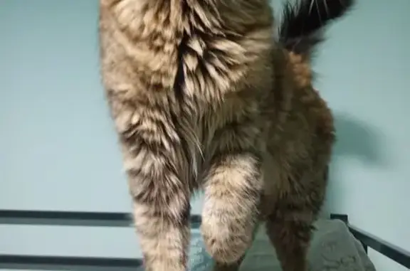 Пропала кошка, Ступино, МО