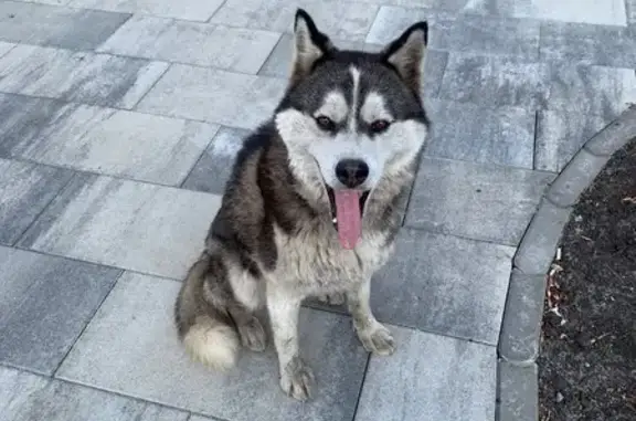 Найдена собака, Новый Оскол, фото: Хаски найдена, Центральная пл., 1, Новый Оскол