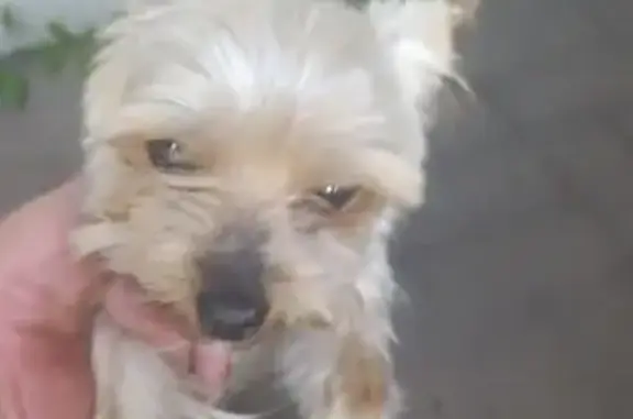 Найдена собака, Никольское, фото: Собака найдена: ул. Ударников, Никольское