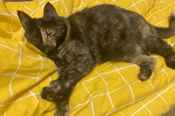 Кошка найдена: Перовская ул., 40 к4, Москва