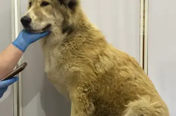 Найдена собака, Москва, фото: Найдена алабай, Краснодонская 5 с3, Москва