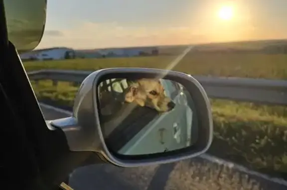 Собаки потеряшки, Новороссийск, фото: Потеряшка собака на набережной Серебрякова