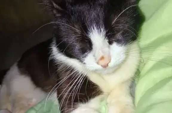 Пропала кошка, Ленинский пр., 4, Химки