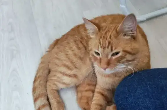 Найдена кошка, Хабаровск, фото: Кот найден на Герцена, 7, Хабаровск