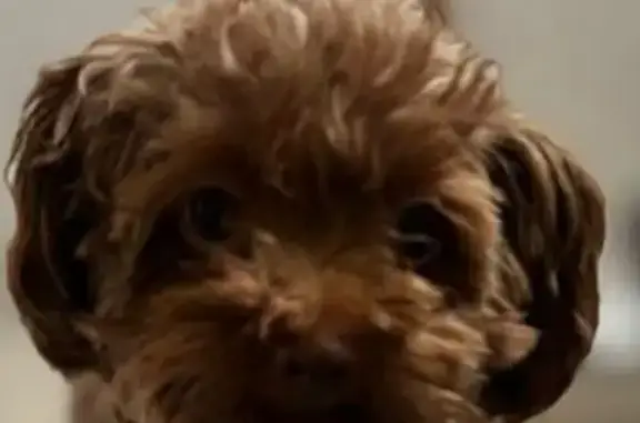 Пропала собака, Рязанская ул. 16, Тула