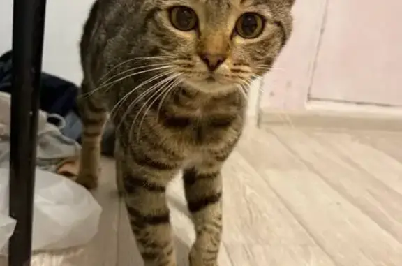 Кошка найдена у подъезда, пр. Победы, Казань