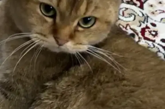 Пропала кошка, Первомайская, Иноземцево