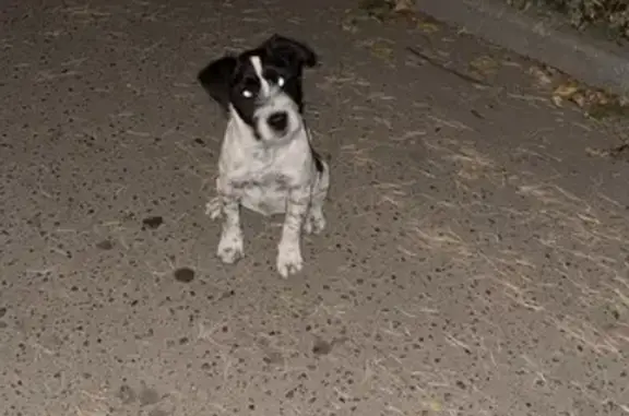 Найдена собака, , фото: Щенок найден, Жуковский, МО