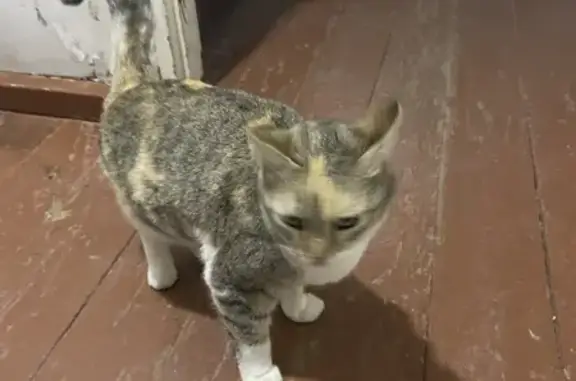 Кошка найдена: ул. Кузнецова, 12, Томск