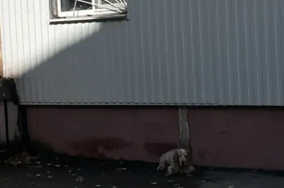 Спаниель найден на Королёва, 8Б, Хабаровск