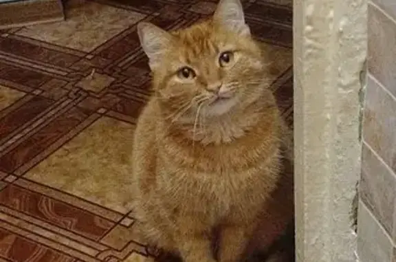 Кошки потеряшки, Прокопьевск, фото: Потеряшка кошка, пр. Ленина, Прокопьевск