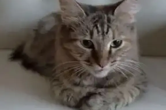 Кошки потеряшки, Красноармейск, фото: Потеряшка кошка, Чкалова 16, Красноармейск