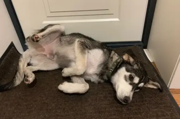 Собака найдена: Дальний проезд 3, Краснодар