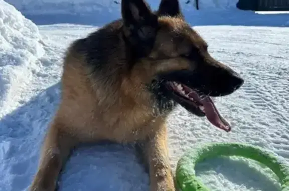 Пропала собака, Биюрган, Татарстан