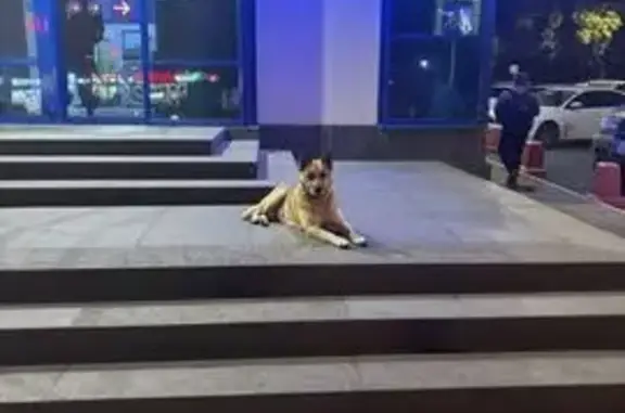 Найдена собака, Уфа, фото: Собака найдена на Первомайской, Уфа