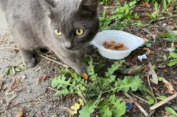 Найдена кошка, Челябинская область, фото: Найдена кошка, Челябинск, Челябинская обл.