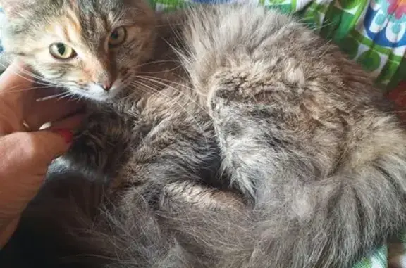 Найдена кошка, Московская область, фото: Кошка найдена в 