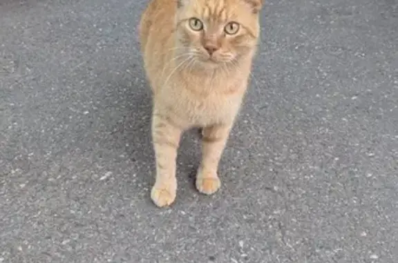 Кот Пумик найден на Кубанской Набережной, 52/2