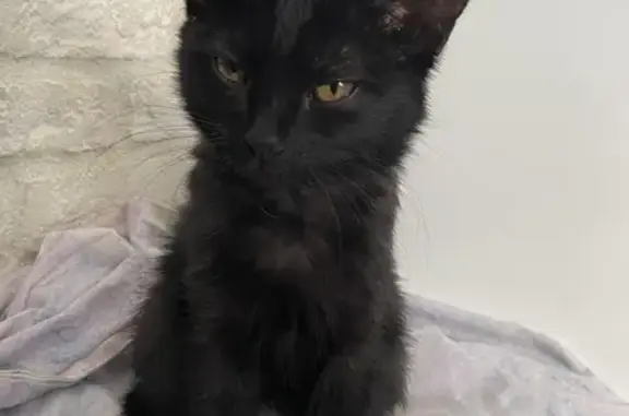 Найдена кошка, Астрахань, фото: Кошка найдена, Тренёва 16, Астрахань