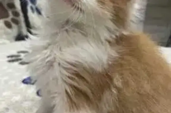 Кошка найдена: ул. А. Никитина, 5, Чебоксары