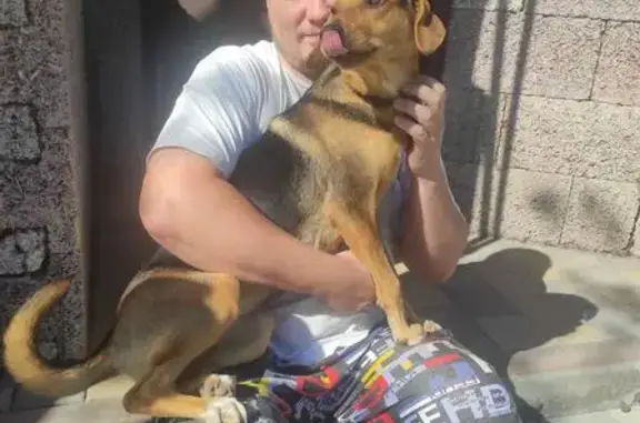 Найдена собака на Дульной 6, Тула