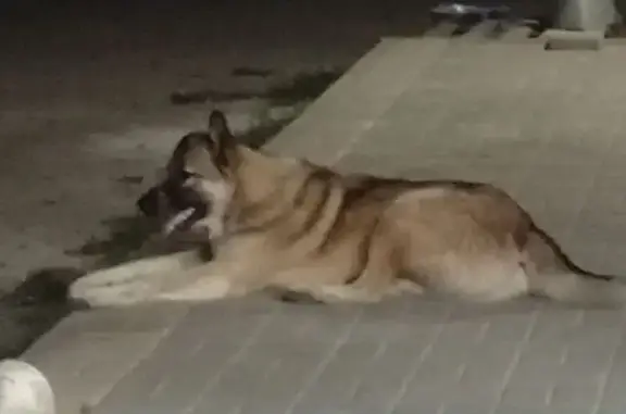 Пропала собака, Астраханская 25, Ахтубинск