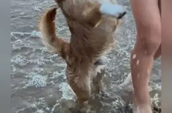 Пропала собака, Максимовский разъезд, 280