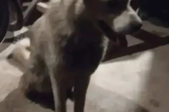 Найдена собака, Псковская область, фото: Найдена собака в Пустошке, Псковская обл.