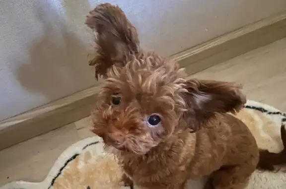 Пропала собака, Волоховская 8, Тула