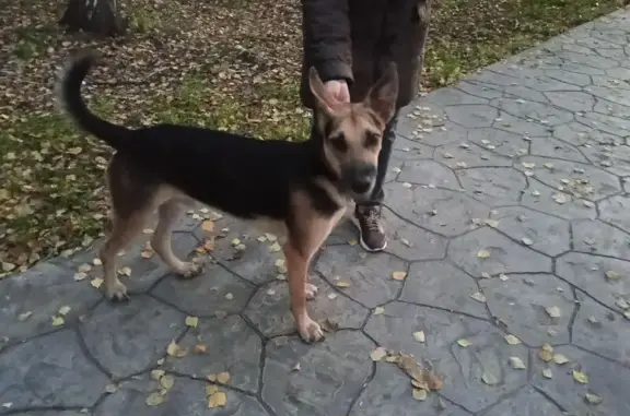 Найдена собака, Челябинск, фото: Собака найдена, ул. Дегтярёва, Челябинск