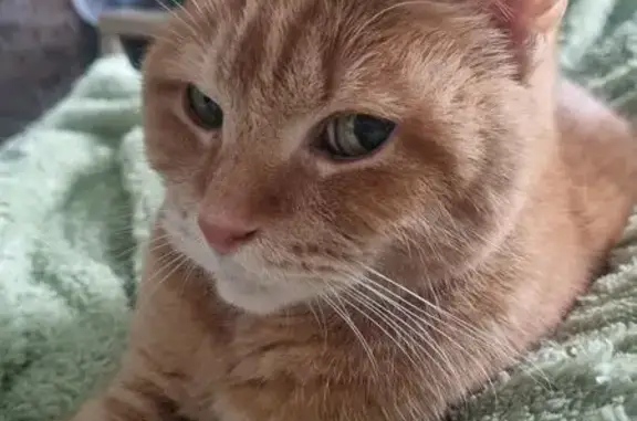 Кошки потеряшки, Санкт-Петербург, фото: Потеряшка кошка, Подвойского 28 к1, СПб